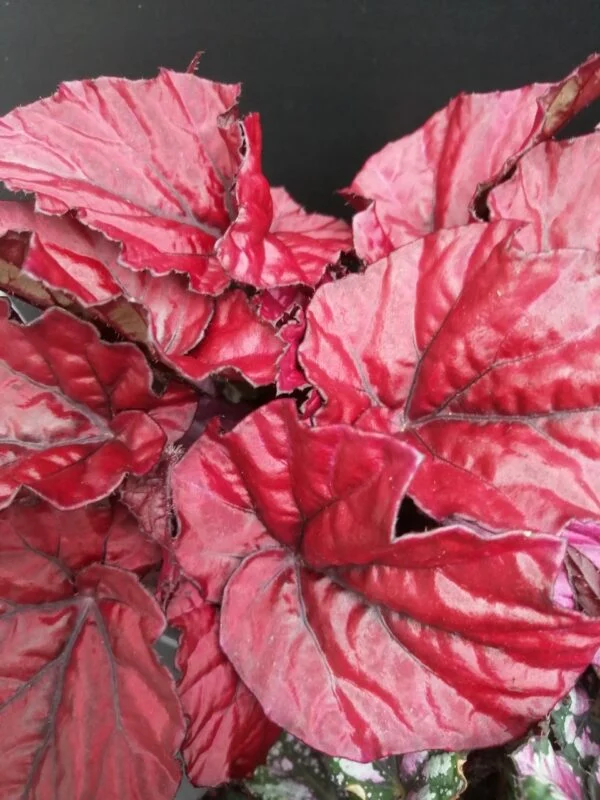 Begonia rex collezione 1, foto 4