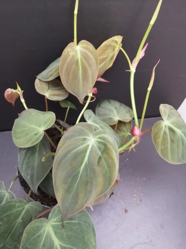 Philodendron micans, pianta da interno