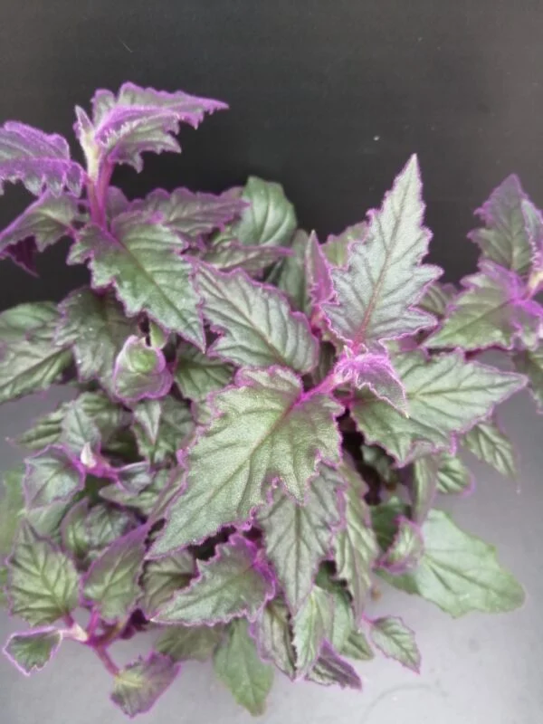 Gynura aurantiaca 'Purple Passion', pianta da interno