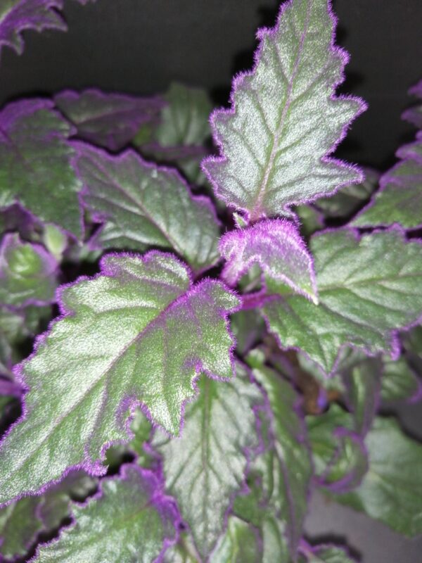 Gynura aurantiaca 'Purple Passion', foto 2