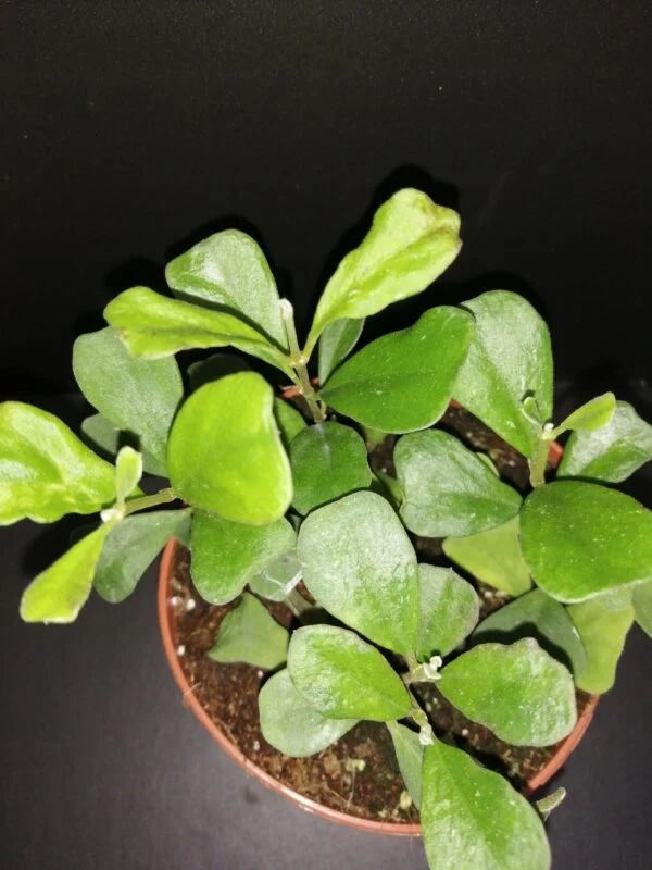 Hoya manipurensis, pianta da interno