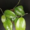 Hoya Joy, pianta da interno