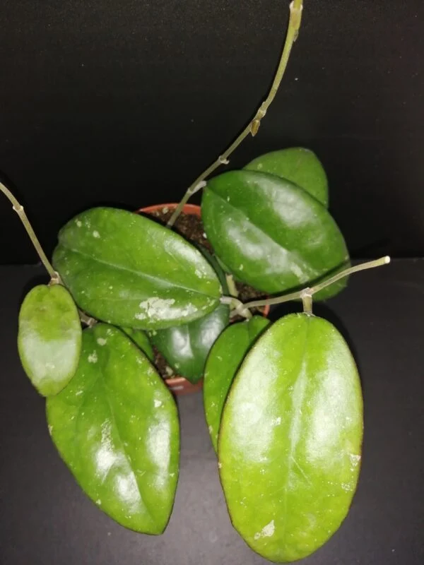 Hoya Joy, pianta da interno