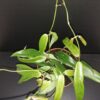 Hoya siariae fl. red, Hoya blashernaezii ssp. siariae red flower, pianta da interno