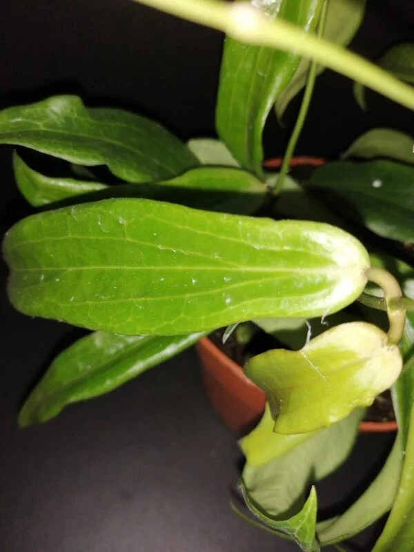 Hoya siariae fl. red, Hoya blashernaezii ssp. siariae red flower, foto 2
