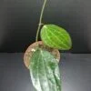 Hoya polystachya, pianta da interno