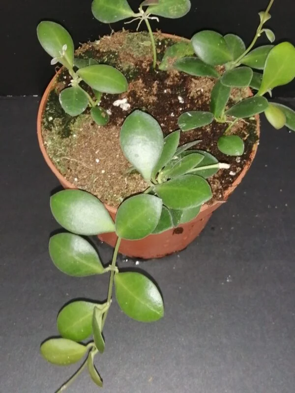 Hoya panchoi, pianta da interno