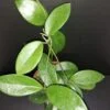 Hoya dee big one, Hoya skinneriana, pianta da interno