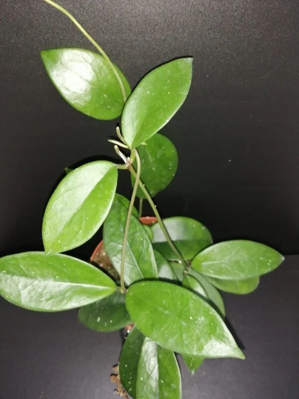 Hoya dee big one, Hoya skinneriana, pianta da interno