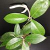 Hoya albiflora, pianta da interno