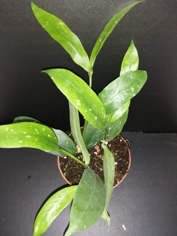 Hoya lobbii, pianta da interno