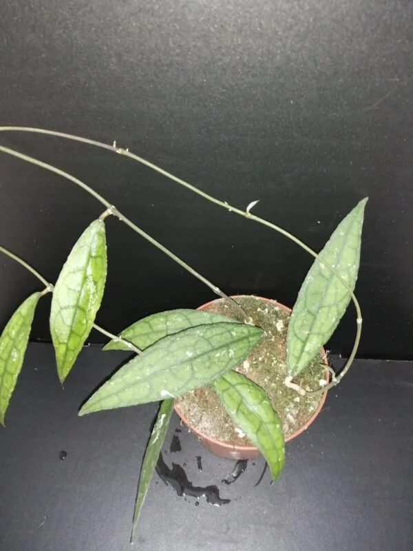 Hoya clemensiorum, pianta da interno