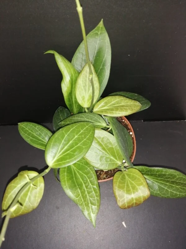 Hoya hellwigiana, pianta da interno