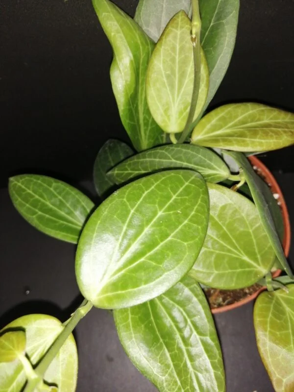 Hoya hellwigiana, foto 2