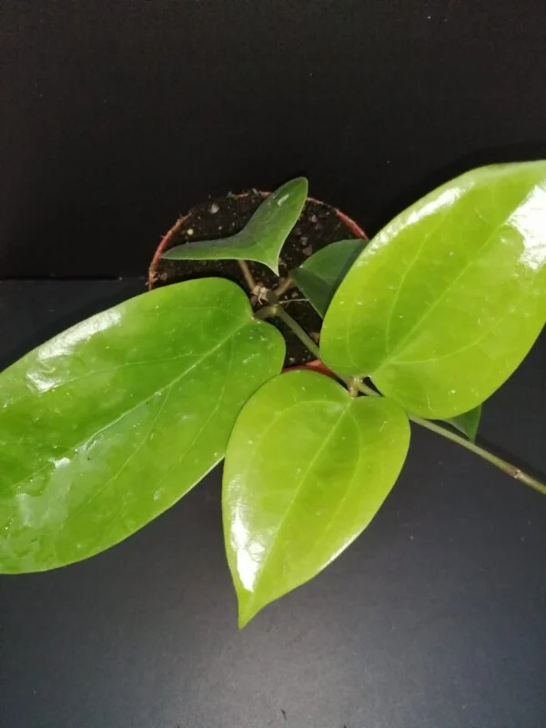 Hoya surigaoensis, pianta da interno