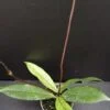 Hoya callistophylla micro pianta, pianta da interno