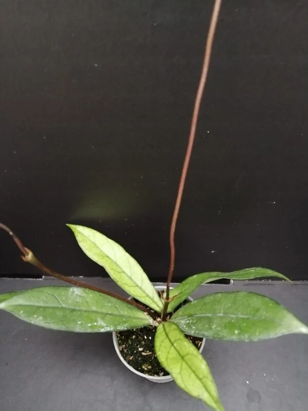 Hoya callistophylla micro pianta, pianta da interno