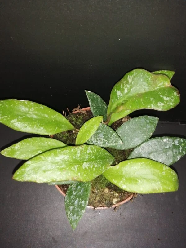 Hoya rundumensis splash, pianta da interno