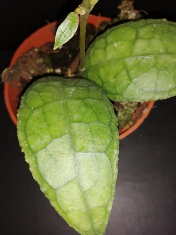 Hoya clemensiorum Sumatra, foto 2