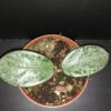 Hoya Grey Ghost, pianta da interno