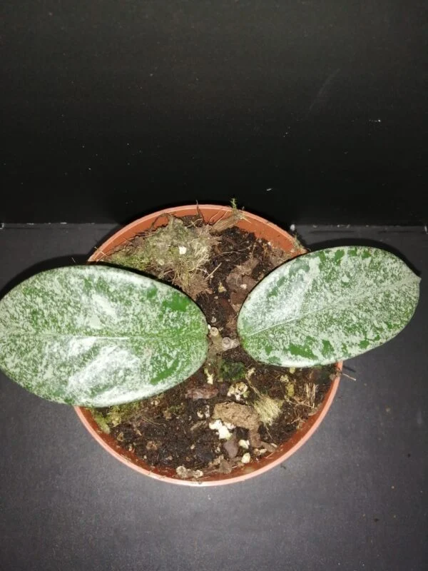 Hoya Grey Ghost, pianta da interno