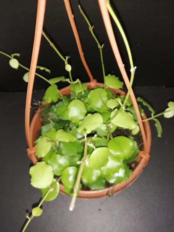 Hoya endauensis basket, pianta da interno