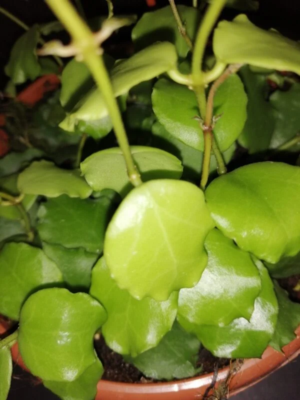 Hoya endauensis basket, foto 2
