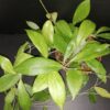 Hoya nicholsoniae, pianta da interno