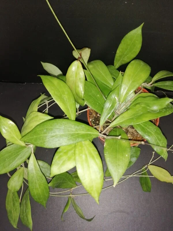 Hoya nicholsoniae, pianta da interno