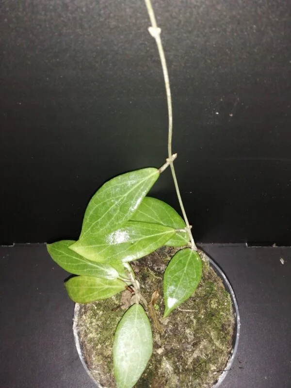 Hoya nicholsoniae, pianta da interno
