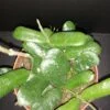 Hoya rotundiflora, pianta da interno