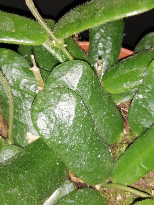 Hoya rotundiflora, foto 2