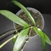Hoya scortechinii, pianta da interno