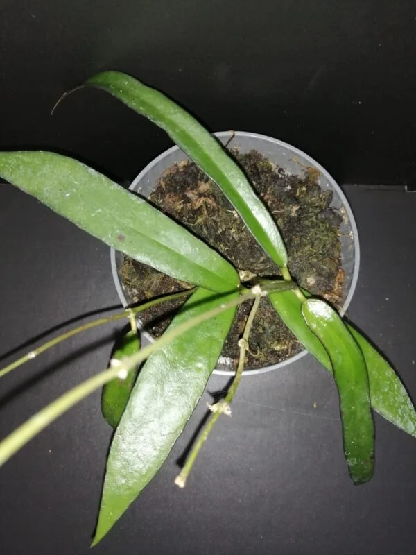 Hoya scortechinii, pianta da interno