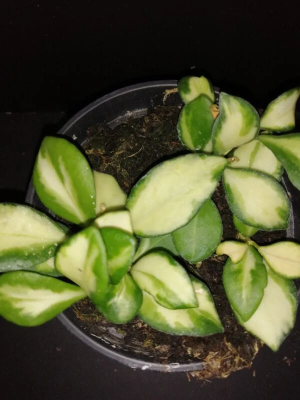 Hoya heuschkeliana variegata, pianta da interno
