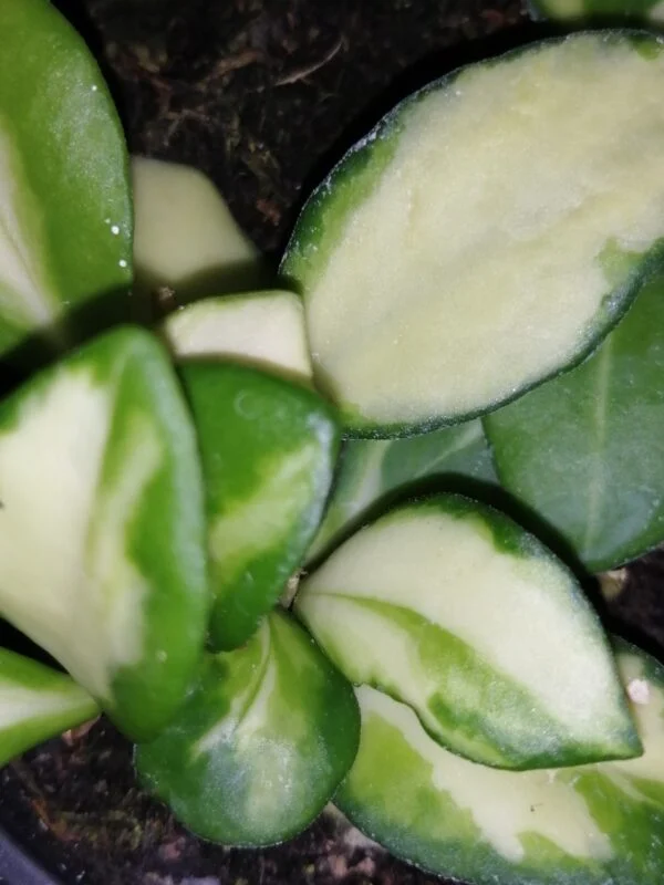Hoya heuschkeliana variegata, foto 2