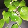 Hoya aldrichii, pianta da interno