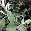Brachyglottis greyi Sunshine, pianta da esterno
