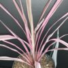 Cordyline australis Southern Splendour, pianta da interno e da esterno