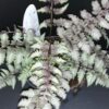 Athyrium niponicum Metallicum, pianta da esterno