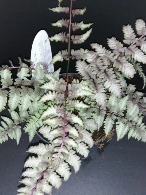Athyrium niponicum Metallicum, pianta da esterno