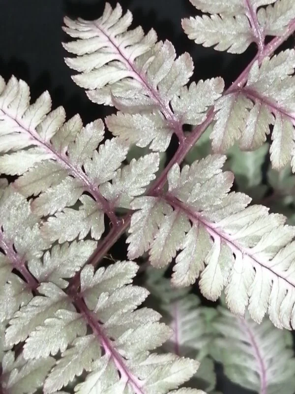 Athyrium niponicum Metallicum, foto 2