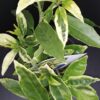 Aucuba japonica Picturata, pianta da esterno