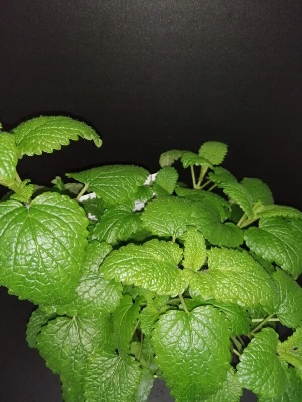 Melissa officinalis, pianta per orto e cucina
