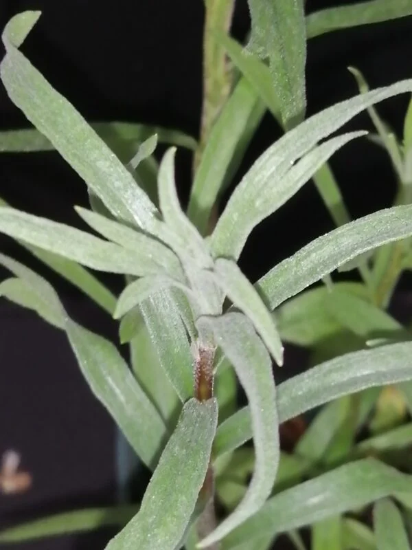 Artemisia dracunculus Sperling's Kleine, Dragoncello, foto 2