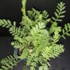 Tanacetum vulgare, pianta da esterno