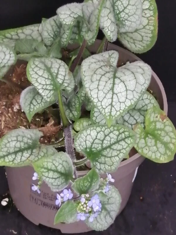 Brunnera Jack Frost blawn, pianta da esterno