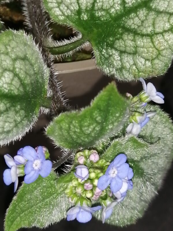 Brunnera Jack Frost, foto 2