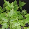 Anemone japonica hybrida Prinz Heinrich, pianta da esterno