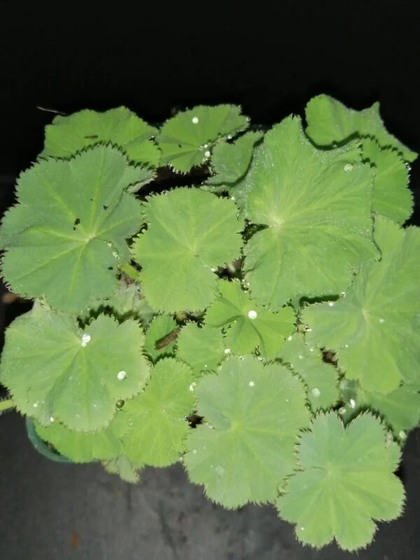 Alchemilla mollis, foto 2